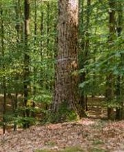 FriedWald Kisdorf Bild 2