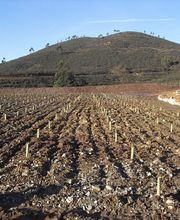 bifesa-repoblaciones-forestales-05.jpg