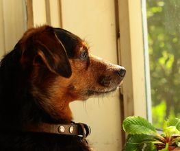 Hund am Fenster