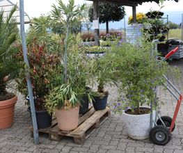 Wiedmer-Blumen AG Bild 10