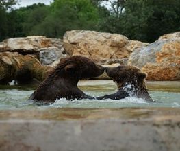Parc Animalier image 5