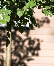 Seit Herbst 2016 können Menschen im FriedWald Cuxland ihre letzte Ruhe finden.