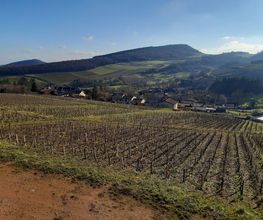 Les Arbillons Vignoble image 1