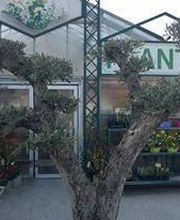 Jardinerie Bretière image 5