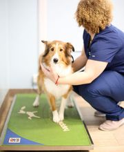 Rye Harrison Veterinary Hospital image 7