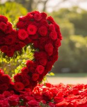 Sigaud Aurore image 1