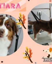 Hop les Poils image 5