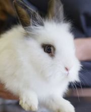 Vétérinaire des Plaines-du-Loup Bild 8