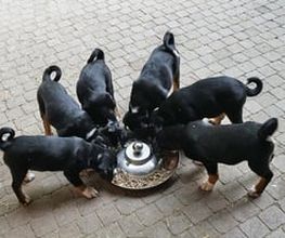 Tierarztpraxis Opher Berger AG Bild 1