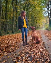 Singula canis Bild 2