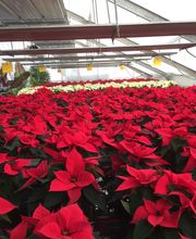 ANGELOZ Jardinier-Paysagiste Bild 14