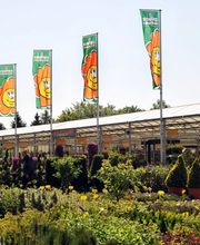 Grüner Holländer Berlin Bild 12