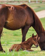 REICO Vital Produkte für Pferde - REICO Pferdefutter in top Qualität. REICO Vital versorgt Ihr Pferd mit allen wichtigen Vitaminen & Nährstoffen. Tun auch Sie Ihrem Pferd was Gutes.