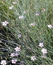 Staudengärtnerei David Müller Bild 55