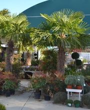 Pépinières de Corme Royal image 4