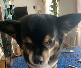 Domidogs image 9