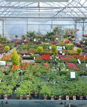 Jardinerie Champs Fleurs image 14