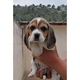 SARL PUECH ROUCH - BEAGLE ST CHINIAN logo