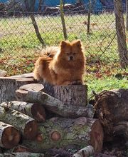 Les Pti Lou de La Colline image 4