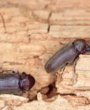 Fleetwood Pest Control image 12