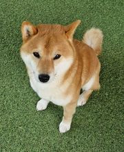 Crousticanin image 3