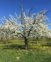Ferme du Roussel image 6