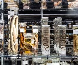 Naturhistorisches Museum Bern Bild 17