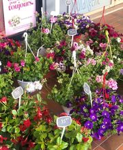 Fleurs d'Amandine image 6