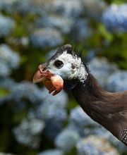 Normande Avicole image 11