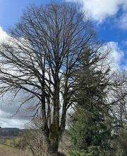 O P'TIT JARDINIER image 2