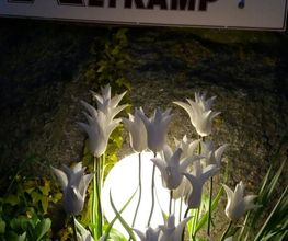 Tulpen im Licht- Abendstimmung