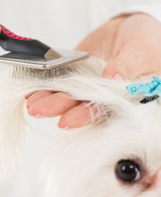 Beaute Canine image 1