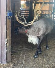 Whitetail Acres Nursery, Landscaping, and Reindeer Farm image 3