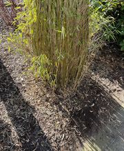 WhatsApp Bild 2025-03-31 um 09.39.21_e403b46d.jpg