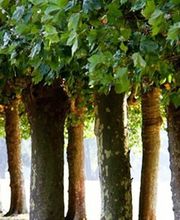 Blanchon Michel image 3