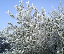 aceite-de-hielo.jpg