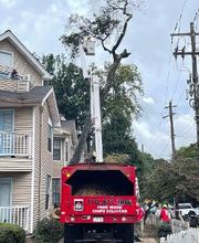 Southeast Tree image 7