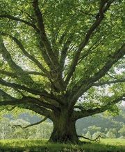 Lindebaum - Bestattungen & Trauerbegleitung Bild 5