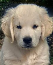 Schall´s Kennel Bild 3