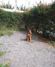 Residencia canina Tarazona imagen 8