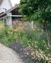 Kummer Gartenbau - Pflanzenoase Bild 5