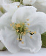 AU GRE DES FLEURS image 2