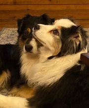 COTA Veterinary image 6