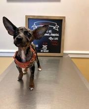 Brookhill Animal Hospital image 16