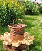 Waldwildkräuter Bild 4