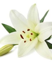 Ô des lys des fleurs image 1