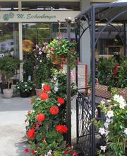 Blumen Eichenberger Horgen Bild 6