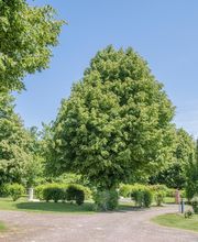 Camping*** du Vélodrome image 14