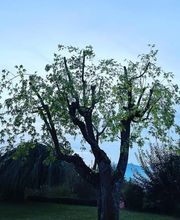 Zbinden Paysage Bild 1