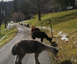 Alpaka Trekking Balmberg Tannenheim Bild 10